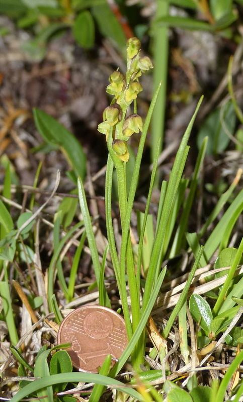 Nigritella cenisia e Nigritella rhellicani  Savoia francese   luglio 2023.